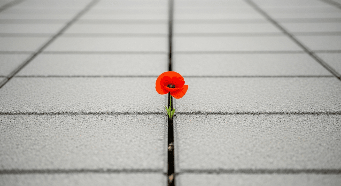 A single bright red poppy stands out as it grows through a crack in a grey concrete sidewalk.